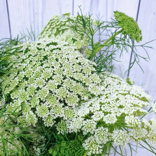 Lace – per bunch