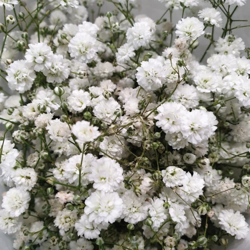 Gypsophilia – per bunch