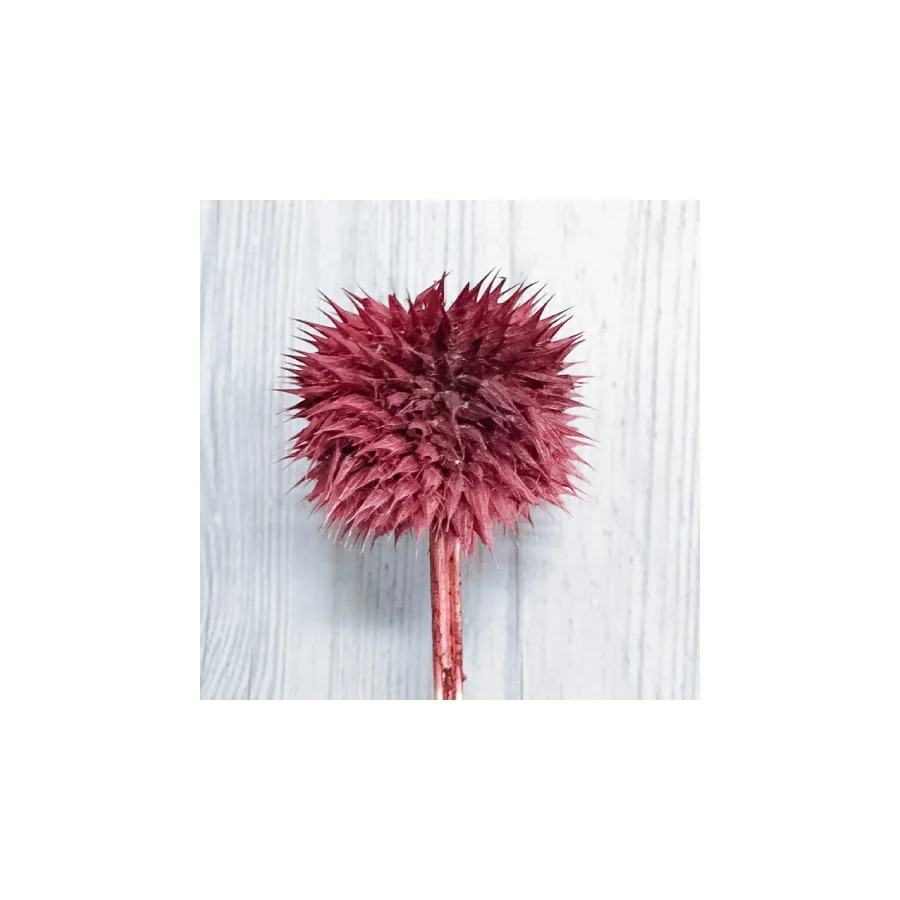 Leonotis Bordeaux – per stem