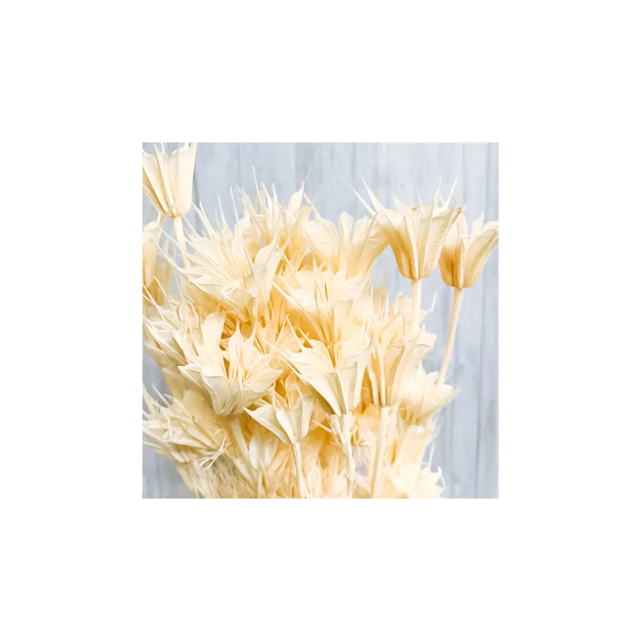 Nigella – per bunch